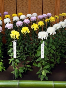They typically come in pink, yellow, white, red, purple, orange, and variegated.