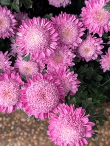 This Anemone class mum is called 'Purple Light.' It is loved for its vigorous growth and rich purple-pink blooms. Its flowers are about two and a half inches in diameter and changes color through the season, becoming paler mauve as flowers mature.