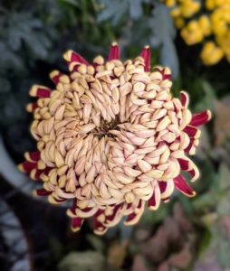 This is a Class 1 Irregular Incurve Chrysanthemum 'Crimson Tide' with its unique ruby tones and incurved petals. It features deep burgundy color with silvery copper accents.