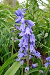 Spanish Bluebells, or Hyacinthoides hispanica, are shade-tolerant plants that bear spikes of lightly fragrant, blue flowers.