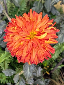 Decorative mums are known for their unique and elaborate forms. 'Indian Summer' is a large mum with warm orange blooms.