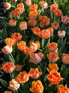 ‘Foxy Foxtrot’ is a double tulip with shades of apricot and yellow and hints of rose orange. (Photo courtesy The Flowerhat)