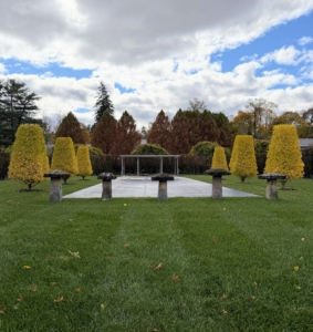 These six Ginkgo biloba Goldspire™ Obelisk trees surround my pool. I planted the narrow upright tower trees in the spring of last year and I am so pleased with how they are doing.