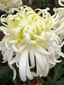 This chrysanthemum is an easy grower on strong stems.
