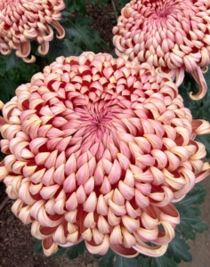 This Chrysanthemum variety is called 'River City' which features salmon colored buds that open to upward-facing apricot flowers. When harvesting, pick individual stems when the blooms are one-half to two-thirds open.