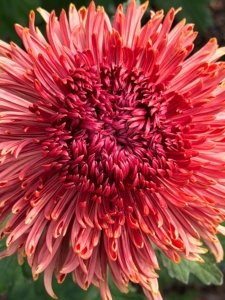 Chrysanthemum 'Seaton's Coffee' has many layered petals formed in a large and open bloom. Its center is dark maroon and stretches to lighter terracotta with slightly gold tips. These flowers can grow up to four and a half inches in diameter atop strong stems.