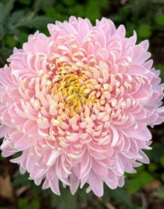Have you ever seen a mum so beautiful? Chrysanthemum 'Seaton's Je'Dore' is deep pink to almost white in color depending on the growing temperatures. It was just one of the gorgeous blooms I saw at Bear Creek Farm last weekend.