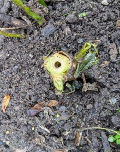 Dahlia stems are hollow making them quickly susceptible to rot. This is also why dahlias often have to be staked to help support their very large flowers.