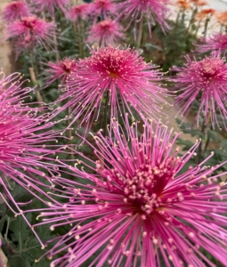 And this is another stunning bloom, 'Fleur de Lis.' It's often called the "Queen of Fall Flowers" with its vivid bright pink tones and delicately curved petals.