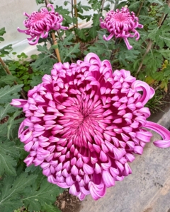 Chrysanthemum 'Hagoromo' has a large in-curved form. It is a vigorous grower with strong, straight stems.