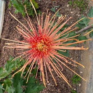 This is Chrysanthemum 'Wind Dancer'- a tall mum with butterscotch rust colored flowers in a starburst pattern.