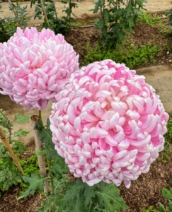 Chrysanthemum 'Savanna Charlton' are big, elegant, light pink, and early-blooming. Growing these heirloom mums requires careful attention and care. They thrive in sunny locations with well-draining soil and space to develop their spreading roots and tall stems.