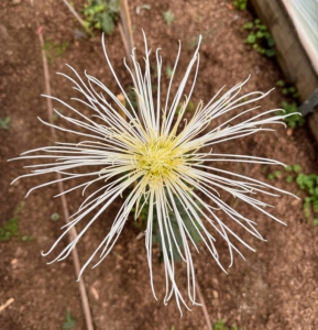 'Showers' describes exactly what is seen, a beautiful shower of white petals and a yellow center. Chrysanthemums are actually short-day plants that require longer periods of darkness to form blooms. They flower best when the days are shorter and the nights are longer.