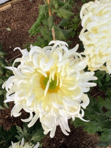 And this is 'Woolmans Century' - a very light pale green to white mum with petals that are incurved and interlaced.