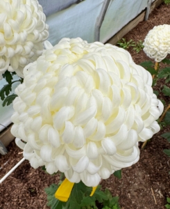 This white mum is 'Primrose Mt. Shasta' - crisp white to light yellow blooms.