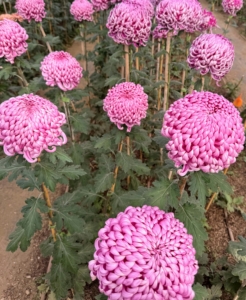 Here are Chrysanthemum 'Jefferson Park' and 'Hagoromo' - both about thigh-high and so healthy. All the mums grown at Bear Creek are Heirloom Chrysanthemums, meaning they are grown using traditional techniques passed down through generations.