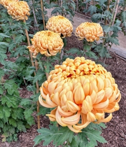 'Apricot Alexis' is one of the heirloom mums I am growing at my farm along with ‘Fleur de Lis,’ ‘Jefferson Park,’ ‘Apricot Alexis,’ ‘River City,’ ‘Woodman’s Century,’ and ‘Luxor.’ I will definitely grow a lot more varieties next year.