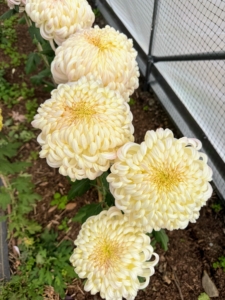 And this is irregular curved bloom is Chrysanthemum 'White Out.' Water chrysanthemums carefully. Be sure to check for dryness first at about an inch deep. If it feels dry, water deeply and always direct water to the base, so it does not damage any leaves or flowers.