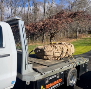 I sent my crew with large dump truck to get the tree, but it was not wide enough to accommodate this specimen. Luckily, it wasn't traveling a great distance - just a few miles - and the owners had their own flatbed vehicle.