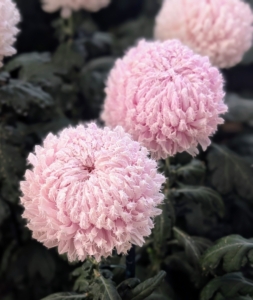 This Intermediate Incurve chrysanthemum is called 'Gertrude.' It stands on sturdy stems topped with palm-sized lavender flowers and coated in fuzz - look closely.
