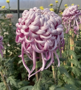 This gorgeous variety is 'Kokka Bunmi' - a most captivating mum loved for its intricate layers of lavender and pink flowers with shades of purple on the reverse. It also has long, trailing petals.
