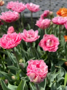 And this gorgeous double tulip is ‘Sugar Crystal.’ It has huge, feathery blooms with many layers of frilly petals in shades of silvery baby pink. (Photo courtesy The Flowerhat)