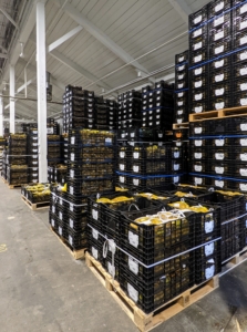 The Colorblends warehouse is large and filled with all kinds of bulbs that arrive from the Netherlands in early fall. While Colorblends does handle some bulb order pickups, the company mainly ships bulbs to customers from online catalog orders and by phone. Once the bulbs are ready, they are delivered according to a planting map. After the first frost in one’s area, bulbs can be planted safely for about two months.