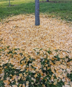 After they fall, all the leaves carpet the area below with gold.