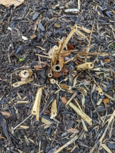 Once the plants are dried out, they are cut all the way down to the ground. Wait until all the foliage has turned brown before any winterizing. This is important so the plant can gather energy for the following year. It will store starches in the tuber which will fuel the initial sprouting in summer. The best time is a couple weeks after the first frost when they’re well into dormancy yet haven’t been harmed by the cold.