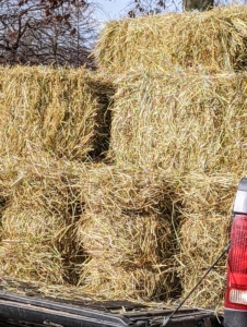 I grow a lot of hay here at the farm. The newer bales for my horses are kept in the stable hayloft; however, the bales that my horses won’t eat are saved and used to help winterize and insulate areas around the farm.