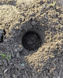 In general, holes should be three times deeper than the bulb’s length.