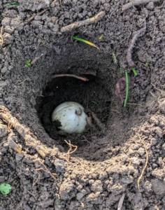 Because the pergola garden is long, this bed will need hundreds of bulbs to fill it. Most bulbs do best in full sun with at least six hours of direct sunlight a day and well-drained soil.