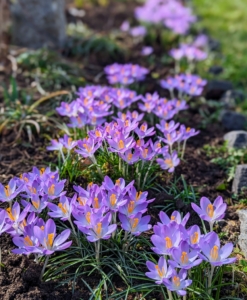 I plant crocus in many areas around the farm. They look beautiful planted en masse. And over time, these bulbs will naturalize and multiply to produce more flowers every year.
