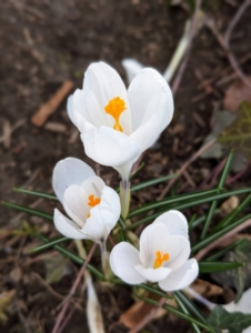 Crocus blooms are early season flowers that pop up usually in shades of white, yellow, and purple.
