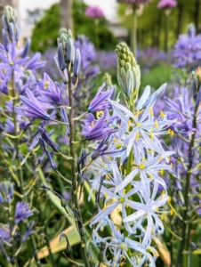 Camassia is a genus of plants in the asparagus family native to Canada and the United States. Common names include camas, quamash, Indian hyacinth, camash, and wild hyacinth. They grow to a height of 12 to 50 inches and vary in color from pale lilac or white to deep purple or blue-violet.