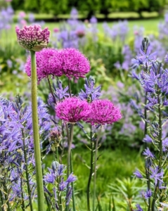 Alliums are often overlooked as one of the best bulbs for constant color throughout the season. They come in oval, spherical, or globular flower shapes, blooming in magnificent colors atop tall stems. An allium flower head is a cluster of individual florets and the flower color may be purple, white, yellow, pink, or blue.