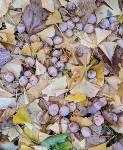 Mixed with the fallen leaves below the female tree are newly fallen ginkgo tree fruits. The most noticeable thing about these is the smell – it is hard to miss, and the stench is quite disagreeable. The outer, nasty smelling pulp is known botanically as sarcotesta.