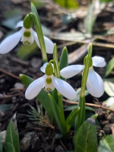 Galanthus start out as small bulbs that produce a delicate white bell-shaped blossom atop a sturdy rich green stem.