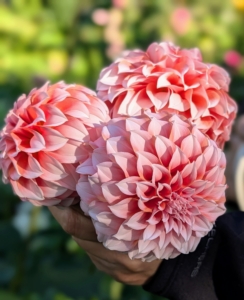 Remember all the gorgeous, colorful dahlias I had this year? Dahlias are among my favorite flowers. They begin to bloom with great profusion just as other plants pass their prime, and they last right up until the first frost – this season, they lasted through Halloween.