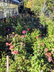 The dahlia garden is located behind my vegetable greenhouse, in an area protected from any damaging winds.