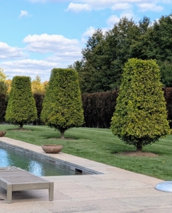 In early October, one could see the slight change to the color of the leaves – here they’re just beginning to turn.