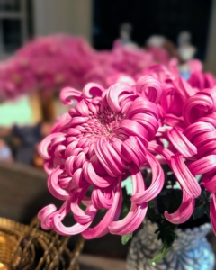 Chrysanthemums, also known as mums, are popular fall flowers. They come in a variety of bold colors and add gorgeous seasonal interest just as summer blooms begin to fade. If you love cut flowers and potted plants as much as I do, use them to decorate your home. I feel so fortunate to have such an amazing collection of extraordinary plants to share with my guests and to enjoy myself.