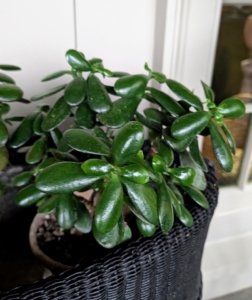 The jade plant is another popular succulent characterized by its thick, woody stems and shiny, oval shaped leaves.