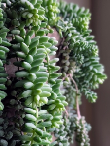 Burro's Tail, also known as Sedum morganianum, is a succulent plant native to Mexico and Honduras. It is characterized by its long, trailing stems that resemble the tails of burros, making it a popular choice for indoor gardening due to its low maintenance needs.