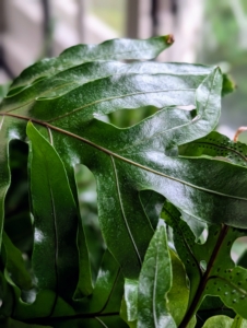 Monarch ferns are also easy to care for plants. They are tropical ferns native to the Western Pacific Rim and loved for their glossy, green foliage.