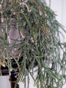 This is a potted rhipsalis, native to the rainforests of South America, the Caribbean and Central America. Rhipsalis is a cacti genus with approximately 35 distinct species. I have many types of rhipsalis growing in my greenhouse. Rhipsalis specimens have long, trailing stems making them perfect choices as indoor plants on pedestals or tall tables.