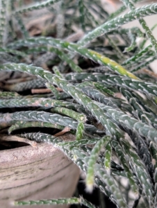 Here’s a closer look. Also known as chain cactus or mistletoe cactus, the thread-like rhipsalis stems are narrow, green and can grow several feet long.