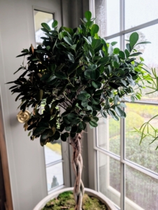I have two potted ficus trees on this porch. Ficus belongs to the family Moraceae. This family includes a diverse range of woody trees, shrubs, and vines. Ficus trees are known for their ornamental value, adaptability, and ease of care. They typically have glossy green leaves, which can vary in size and shape depending on the species.