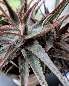 This succulent is an aloe - a striking variety with star-shaped blue-green rosettes. The leaves are covered in orange bumps and lined with small jagged teeth that tend to be flat with a slight downward arch.