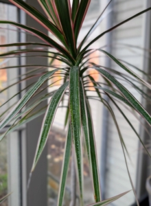 Dracaena’s narrow foliage may be completely green or may include stripes or edges of green, cream, red, or yellow.
